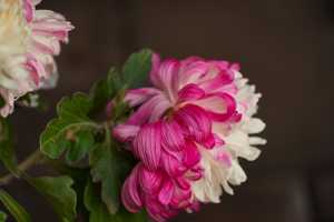 CHRYSANTHEMUM-24 (20)